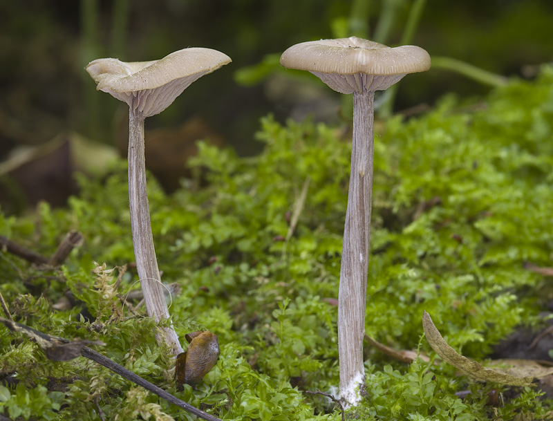 Entoloma sericeoides